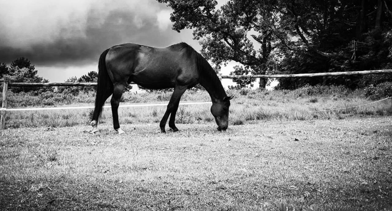 Caladdi Bed And Breakfast Durban Buitenkant foto