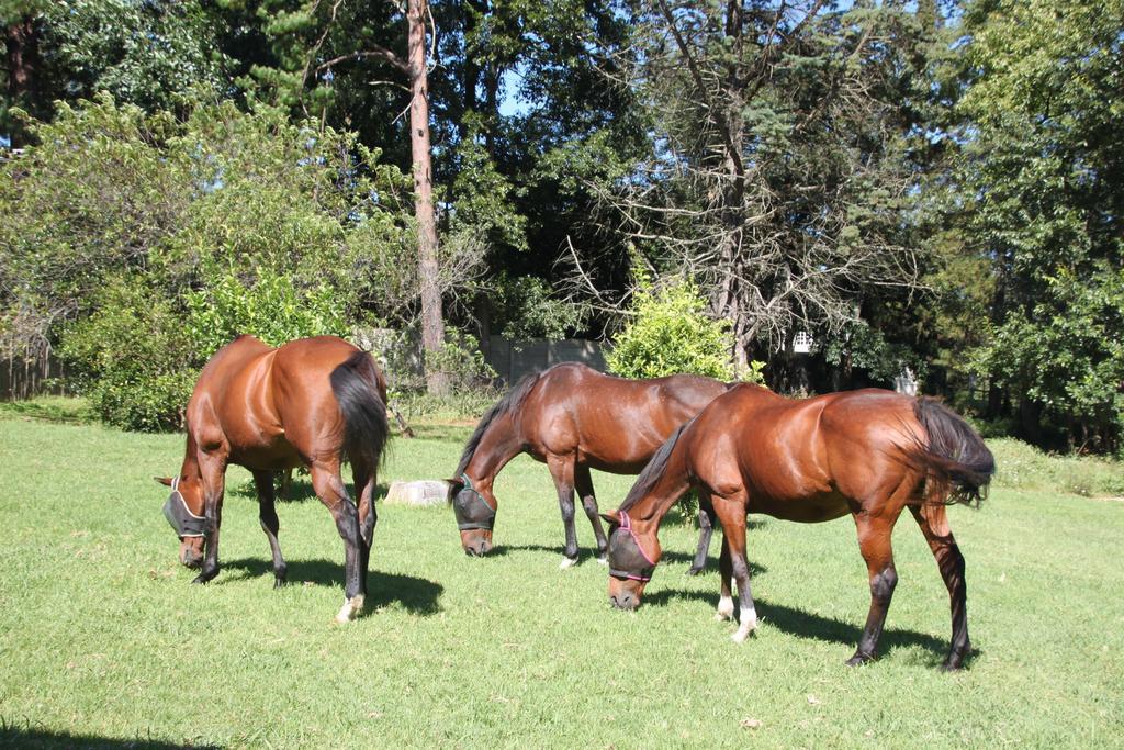 Caladdi Bed And Breakfast Durban Buitenkant foto